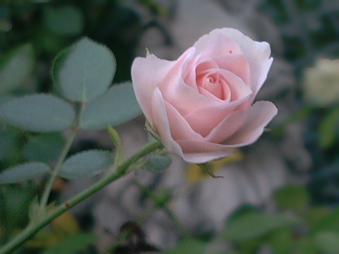 © FrauenZimmer