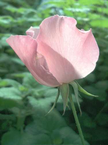 © FrauenZimmer
