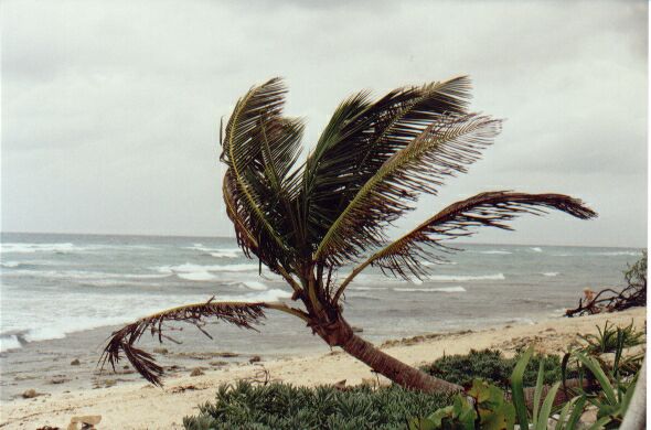 Palme im Wind
