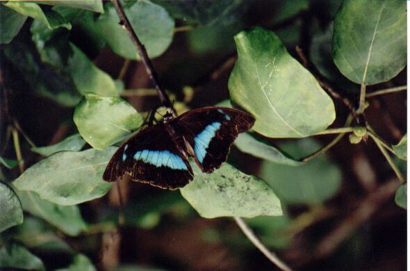 Schmetterling - Gruß aus X-Caret