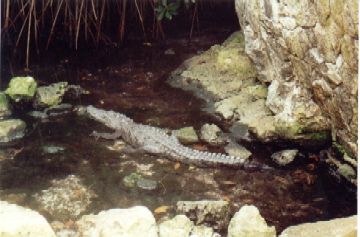 Aligator