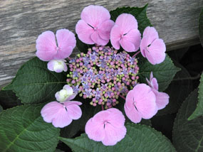 hydrangea macrophylla
