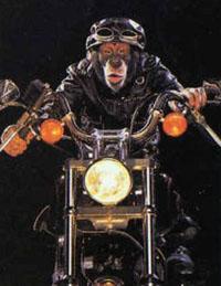 monkey.jpg (10961 Byte)
