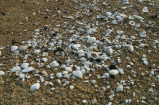 hardy_1005001.jpg
