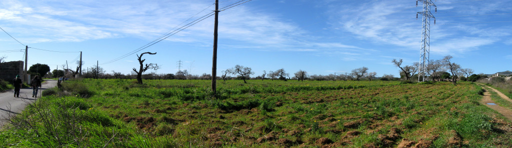 hardy_1008012.jpg
