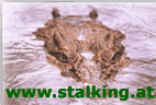 Beschreibung: C:\Users\Wir2\Documents\HOMEPAGES\STALKING\img\stalking1.gif
