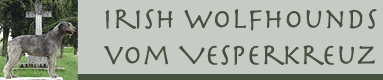 Irish Wolfhounds vom Vesperkreuz