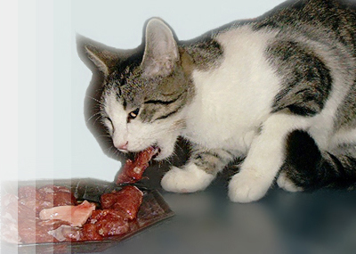 Biologisch artgerechtes rohes Futter fr Katzen