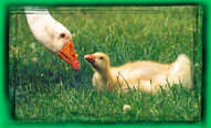 Junge Gans im Gras