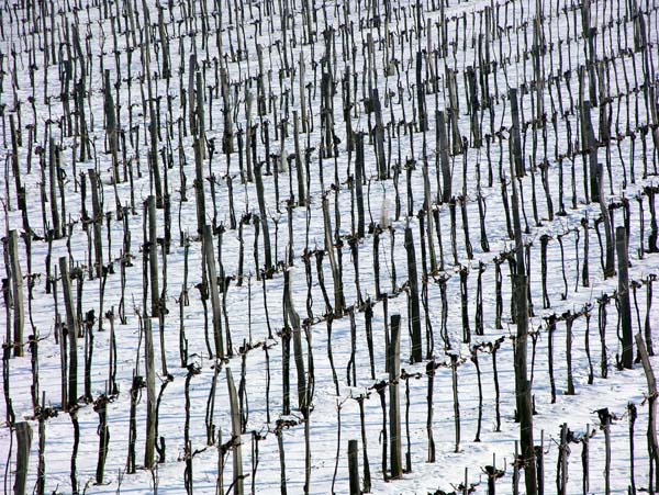weingartenwinter