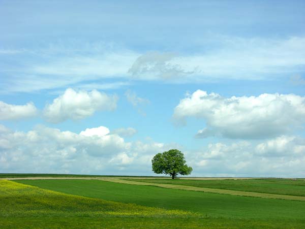 0021baumalleine
