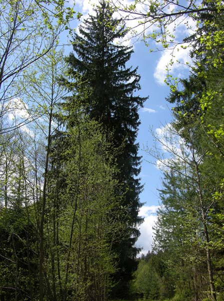 Höhe