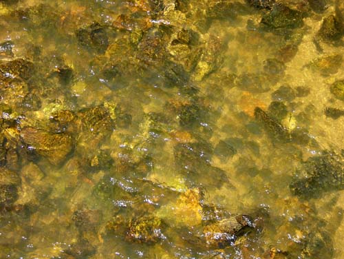 wasser