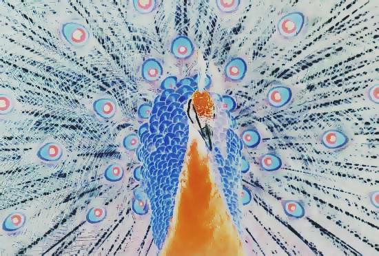 Pfau