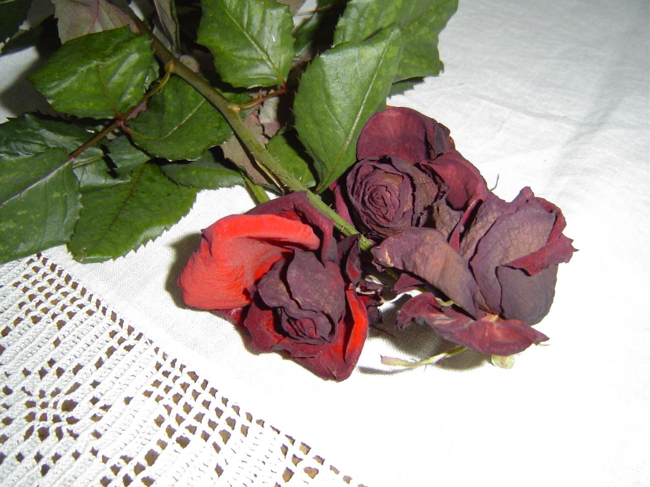 Rosen