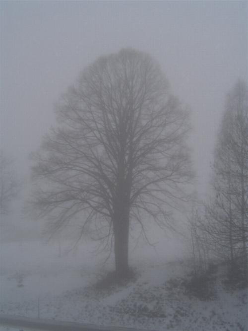Nebelbaum