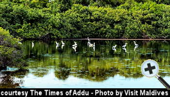 courtesy The Times of Addu - A protected area wth herons in the Addu atoll - (Photo by VisitMaldives)