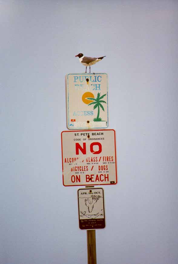 bird on sign.jpg (22784 bytes)