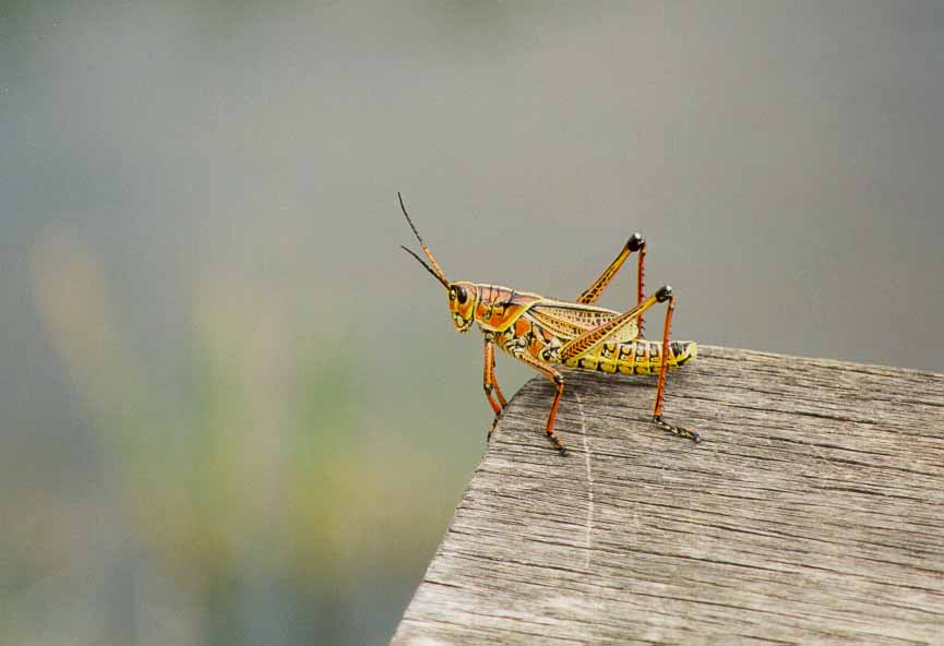 grasshopper.jpg (35807 bytes)