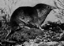 The Shrew (ist's) Site: Stories about shrews