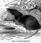 The Shrew (ist's) Site: Poisonous Shrews