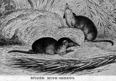 The Shrew (ist's) Site: Shrew Legends & Myths