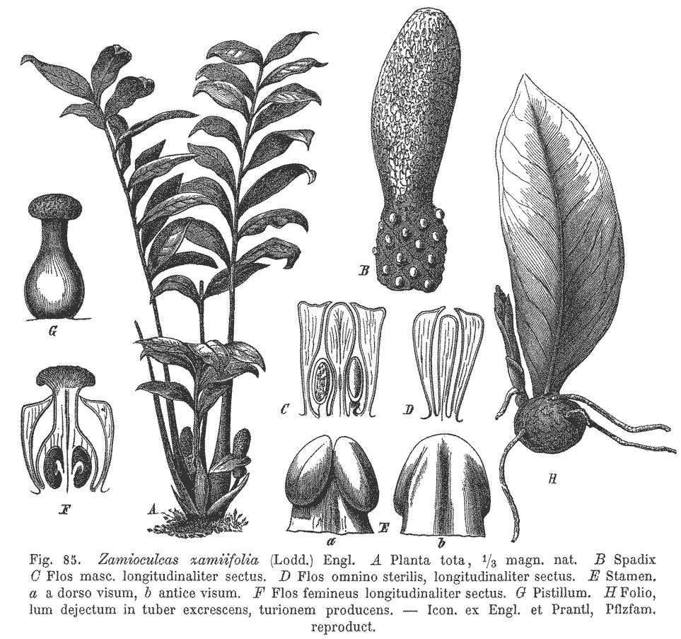 Fig. 85: Zamioculcas zamiifolia