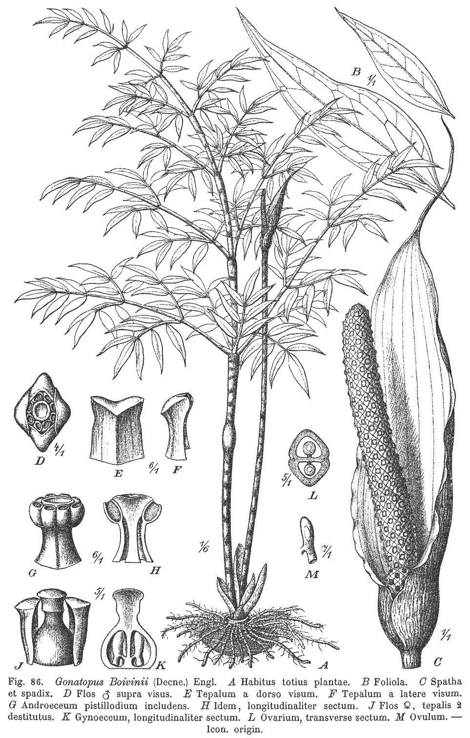 Fig. 86: Gonatopus boivinii