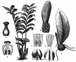 Zamioculcas Loddigesii. Fig. 85 from  A. Engler (1905), Das Pflanzenreich. IV. 23 B. (Heft 21 Araceae-Pothoideae). p. 305