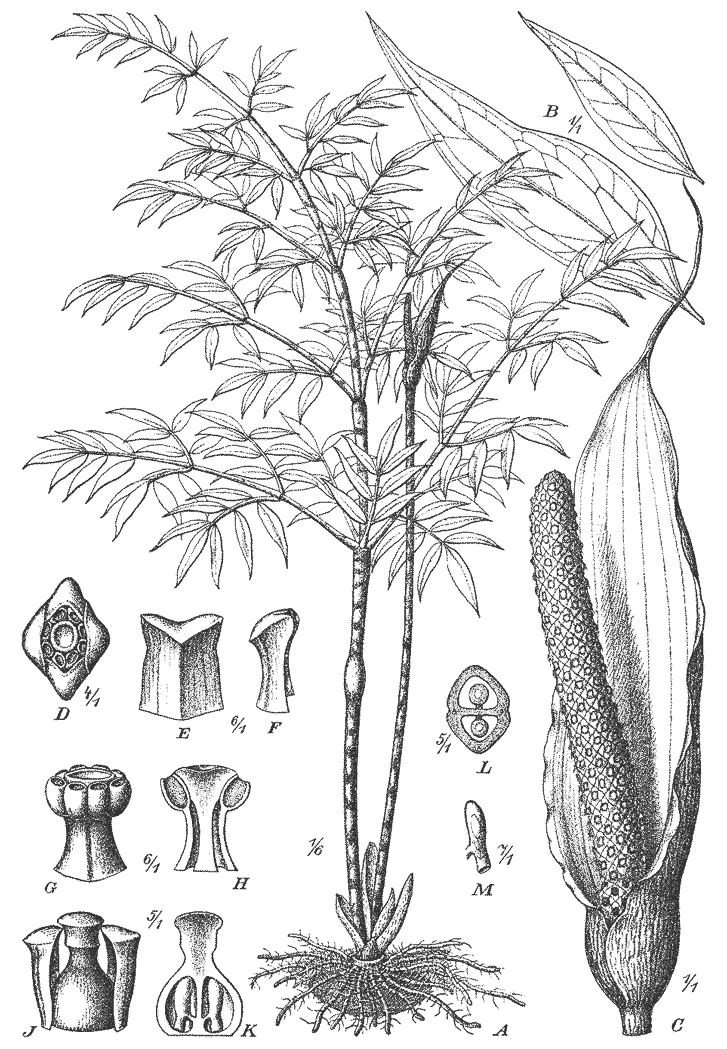 Fig. 86