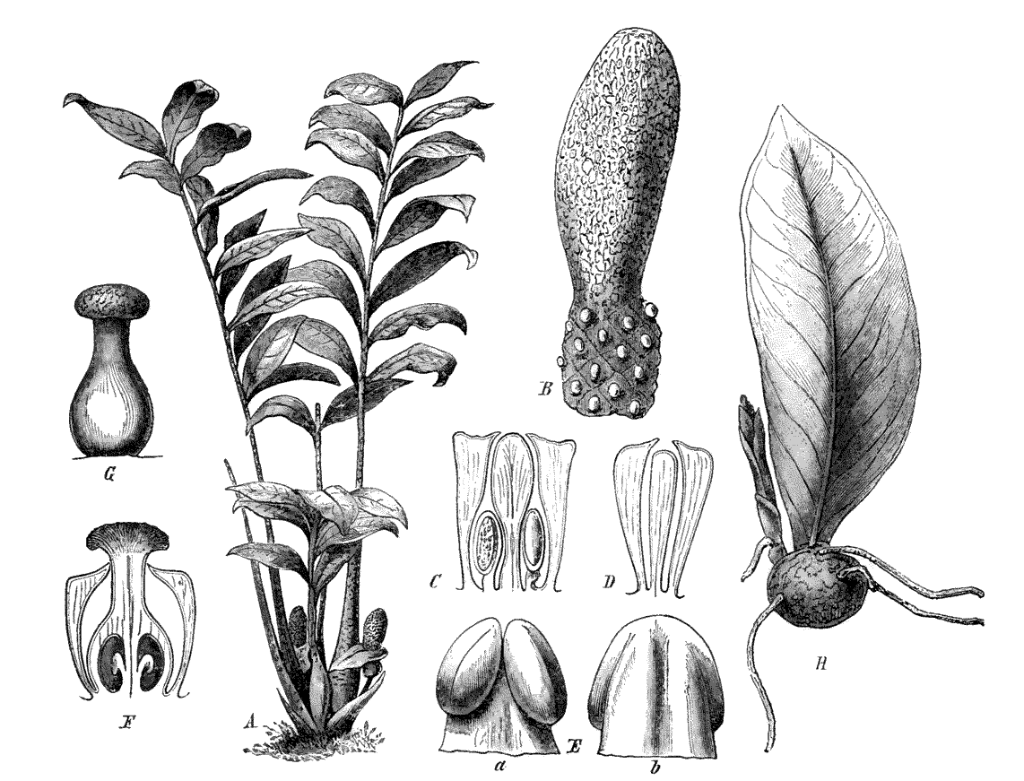 Fig. 160: Zamioculcas zamiifolia
