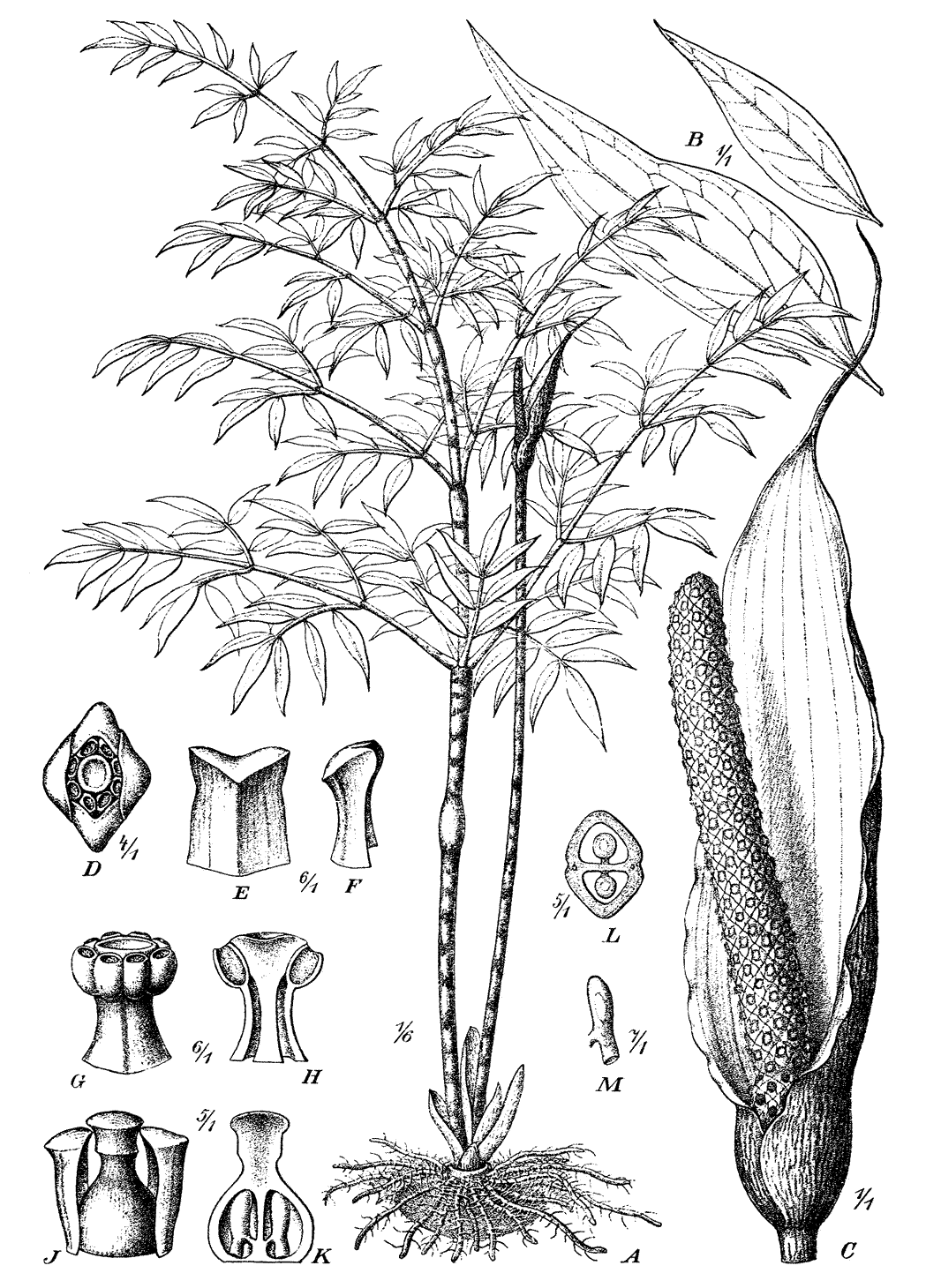 Fig. 161: Gonatopus Boivinii