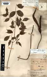 Kew Herbal Nr. K000345881: Zamioculcas Boivini