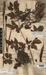 Kew Herbal Nr. K000345882: Gonatopus boivinii