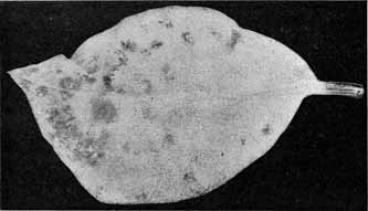 Fig.11