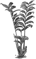 Zamioculcas zamiifolia (Lodd.) Engl., entire plant. - From A. Engler, Das Pflanzenreich IV. 23B. p. 305, Fig. 85A. (23kB)