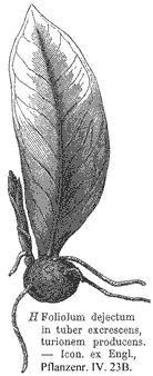Dropped leaflet with young tuber, producing a sprout. From A. Engler, Das Pflanzenreich IV. 23B. p. 305, Fig. 85 H