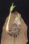 young tuber, developing at the end of a leaflet petiolule, with first leaf  2002 Norbert Anderwald