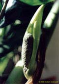 Zamioculcas zamiifolia: inflorescence (44kB) -  2000-2003 Norbert Anderwald