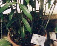 details from the photo above. Note the narrow leaves, slender petioles with 'knees' and the (doubtful) label (100 KB)  2002 Norbert Anderwald