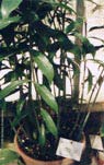 'different' Zamioculcas, labelled as 'Z. gracilis Engl.' in the greenhouses of Giardino dei Semplici, Florence, Italy, in May 2001 (69 KB) © 2002 Norbert Anderwald