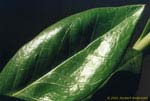 Zamioculcas zamiifolia: leaflet. Note: eliptical shape, short tip, glossy surface.