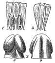 top: male and sterile flower (longitudinal section); below: stamen (dorsal and frontal view). From A. Engler, Das Pflanzenreich IV. 23B. p. 305, Fig. 85 C-E
