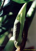Zamioculcas zamiifolia: inflorescence (44kB) © 2000-2002 Norbert Anderwald