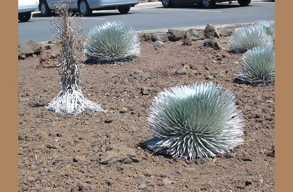 Maui -  Silberschwert am Haleakala