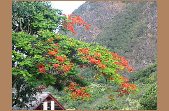 Maui IAO Valley