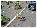 Kauai - Geflügel auf den Parkplätzen