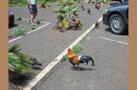 Kauai - Geflügel auf den Parkplätzen