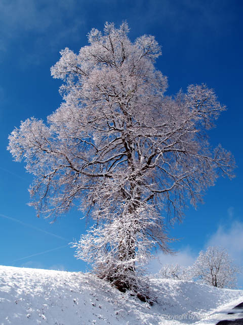 Baum auf dem Sennkogel in Riegersburg