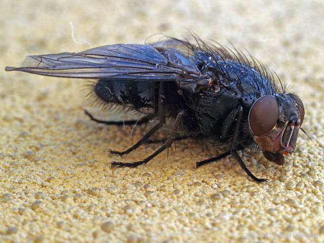 Fliegen macro